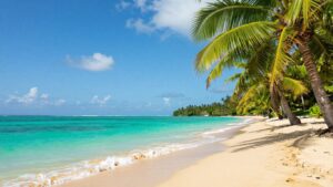 Tropical beach with palm trees and clear blue ocean.